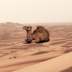Camel Backgrounds Wallpapers 29010