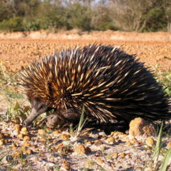 Free picture: echidna, spiny, anteater, animal