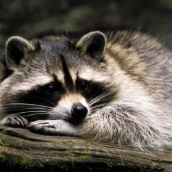 Sad raccoon HD Wallpapers