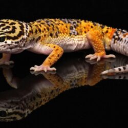 Leopard Lizard Free HD Wallpapers Image Backgrounds