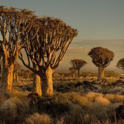 namibia africa sunset tree stones grass HD wallpapers