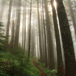 Sunlight streams through a misty forest of tall, thin trees with a