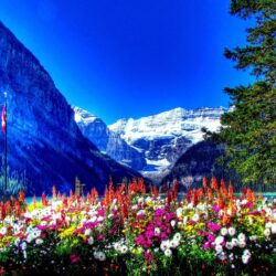 Amusement Parks: BANFF NATIONAL PARK CANADA Flowers Mountains Full
