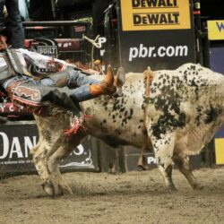 Bull riding bullrider rodeo western cowboy extreme cow