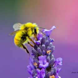 Honey Bee Wallpapers 12