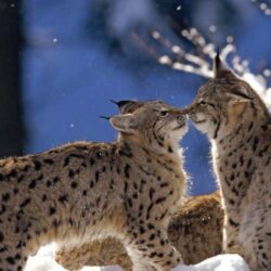 ScreenHeaven: Bobcats bobcat feline snow cat wildlife winter