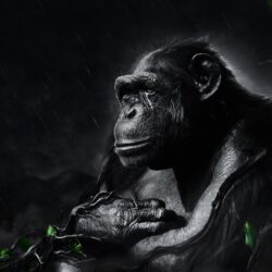 Chimpanzee wallpapers desktop backgrounds