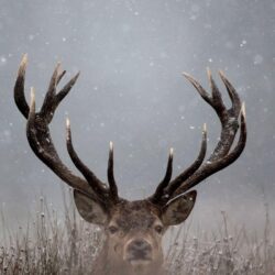 Deer Wallpapers and Backgrounds Image