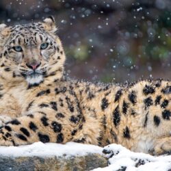 2954198 animals snow leopards leopard wallpapers