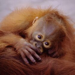 Baby Orangutan Wallpapers – Scalsys