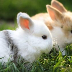 Download Cute Rabbit Wallpapers Wallpapers