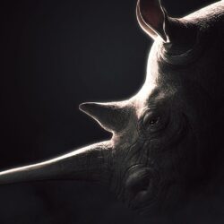 5090 Rhinoceros, black backgrounds Wallpapers download