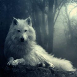 New White Wolf Wallpapers HD