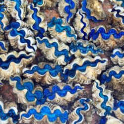 Salt Water Clams Cocos Keeling – Bing Wallpapers Download