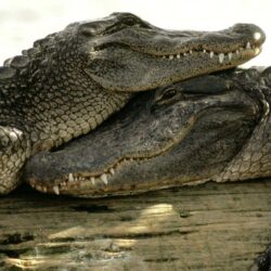 Animal Crocodile Couple Hug Image Wallpapers