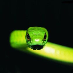 Bamboo snake Wallpapers