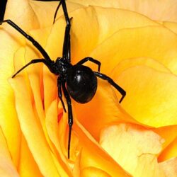 Arachnids Black Widow Flowers Spiders