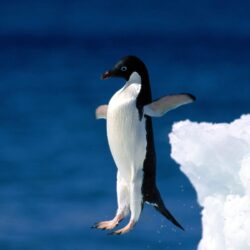 Penguin Wallpapers For Iphone