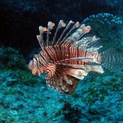 Photo turkey fish Fish Underwater world Animals