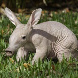 Aardvark 4k Ultra HD Wallpapers and Backgrounds Image
