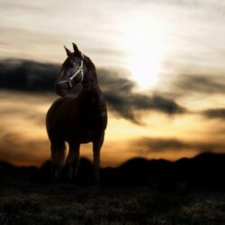 Animal Horse Free Wallpapers Android Wallpapers computer