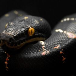 Black Snake wallpapers