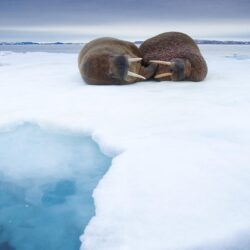 Sleeping Walruses, Svalbard, Norway HD Wallpapers