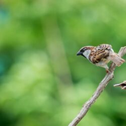 Selective Focus Photography of House Sparrow Perching on