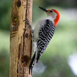 Top 51 Woodpecker Bird Image Free HD Wallpapers Download