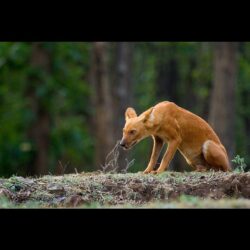 Free HD Wallpapers • The look of Dhole