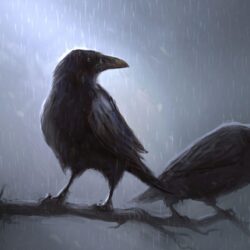 63 Crow HD Wallpapers