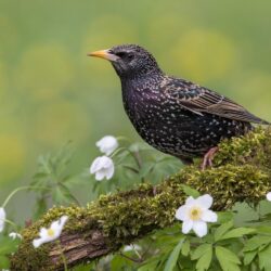 Wallpapers flowers, background, bird, Starling image for
