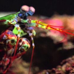 Mantis Shrimp HD Wallpapers free