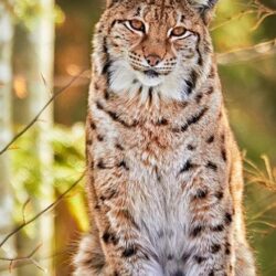 Photo: High Resolution Bobcat Photos, by Dalene Rouse