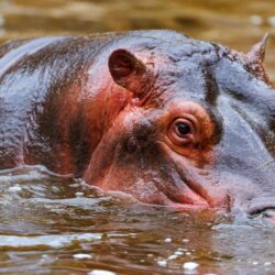 71 Hippo HD Wallpapers