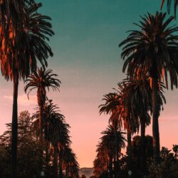 Palm Trees Wallpapers – Scalsys