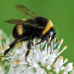 Closeup Photo of Bumble Bee on White Flowers · Free Stock Photo