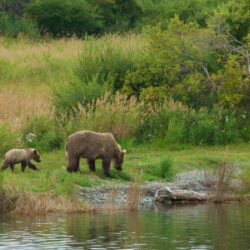 Animal pictures: View image of Katmai National Park and Preserve