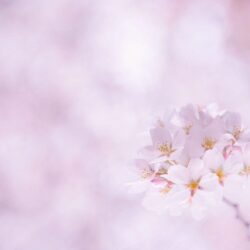 Sakura Flower wallpapers