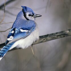 Animals For > Blue Bird Wallpapers