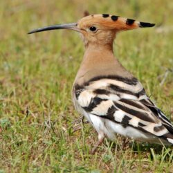 Eurasian Hoopoe photos and wallpapers. Collection of the