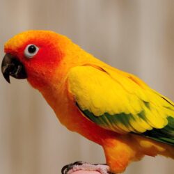 Yellow Parrot Wallpapers Hd : Wallpapers13