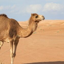 Camel Wallpapers, Image, Photos, Pictures & Pics