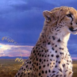 226 Cheetah Wallpapers