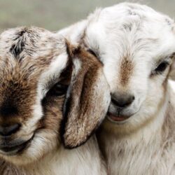 Download Goats Hd Wallpapers
