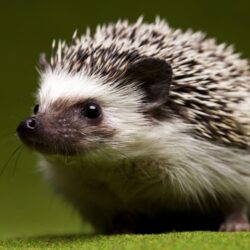 Of The Day: Hedgehog – Hedgehog Backgrounds for desktop