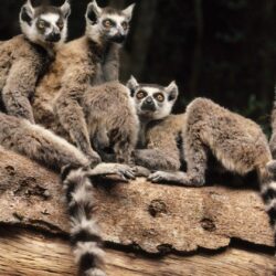 Lemurs Tag wallpapers: Lemurs Family Little Baby Wallpapers Of