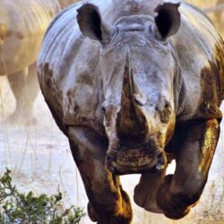 Rhinoceros HD Desktop Wallpapers