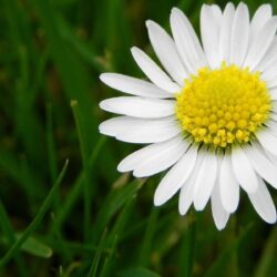 White Daisy Flower Pictures Wallpapers