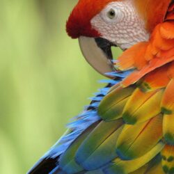 Image For > Parrot Wallpapers
